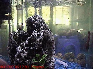 WEBCAM,STILL IMAGE